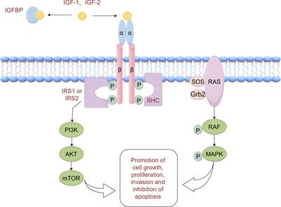 Insulin resistance in NSCLC: unraveling the link between development, diagnosis, and treatment